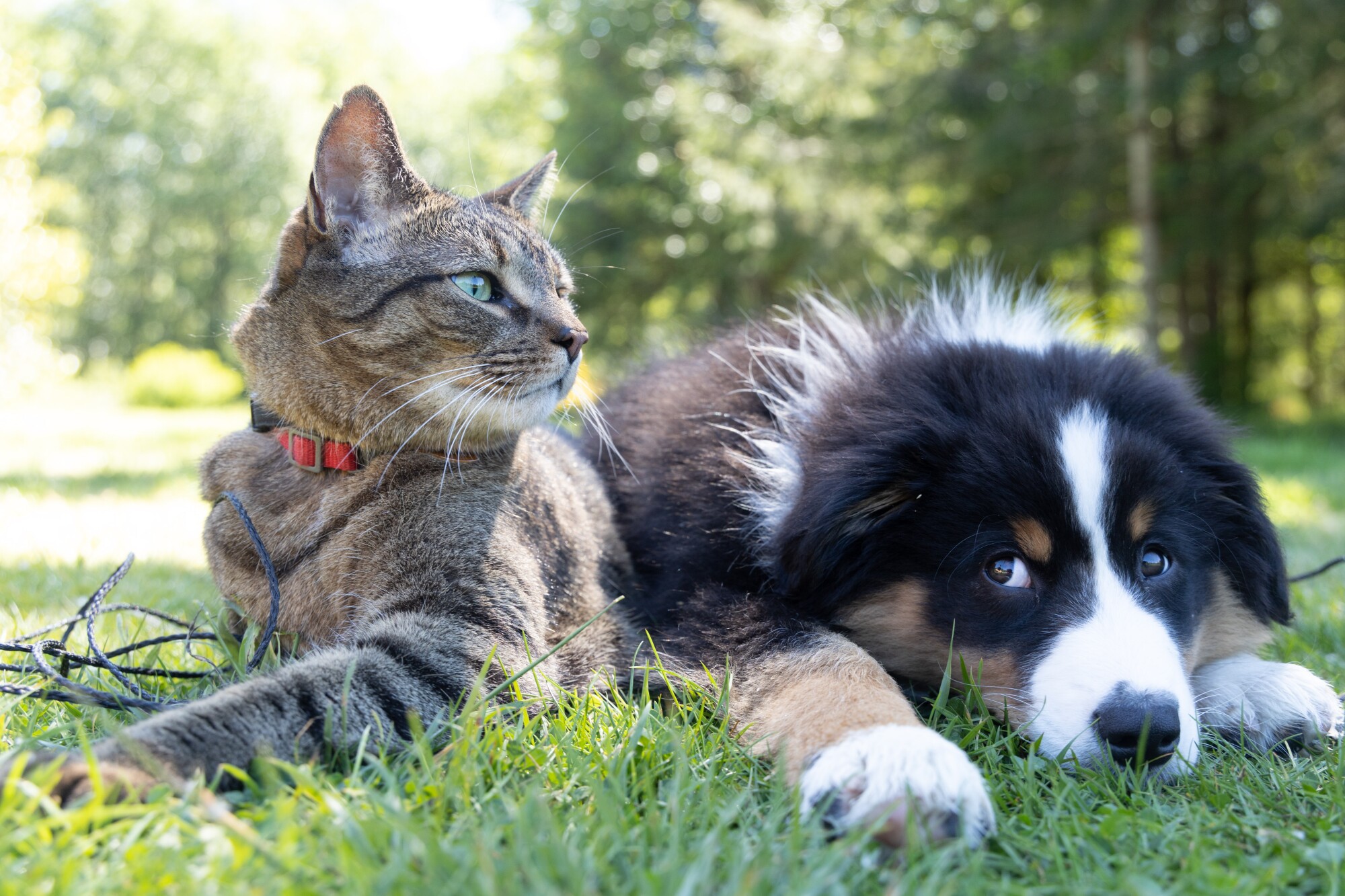 Pros and Cons of Allowing Pets in Your Tampa Bay, FL Rental Property